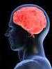 Den menneskelige hjerne